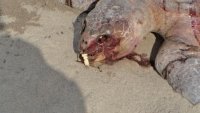 Localizan más de 100 tortugas muertas en litoral de Chiapas