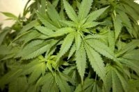 Libera Cofepris 38 productos con cannabis; siete empresas podrán venderlos