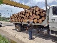 Transportación de productos forestales siempre debe comprobar su legal procedencia