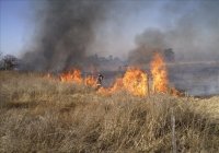 Más de 600  incendios de pastizales  se han registrado en la capital