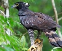 Chiapas sigue sumando especies en peligro de extinción 