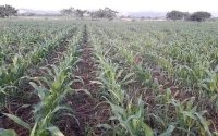 Campesinos de Chiapas en espera de apoyo para sembrar maíz 