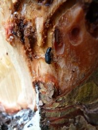 Después de incendios forestales, insectos descortezadores son el agente de mayor impacto en bosques de Chiapas 