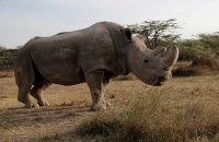  Muere 'Sudán', el último macho de rinoceronte blanco del norte