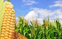 Cientos de hectáreas de maíz no han sido piscadas ante el bajo precio   