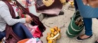 Hongos silvestres de venta en los mercados de San Cristóbal 
