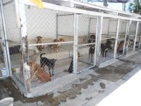 En San Cristóbal, toman acciones para evitar la proliferación de perros callejeros