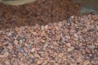 Repunta 50% producción de cacao en el Soconusco
