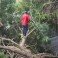 Ecología Municipal atiende caída de árbol en El Cerrito y llama a realizar podas responsables