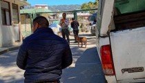 Por denuncia ciudadana atienden casos de maltrato animal en Bochil