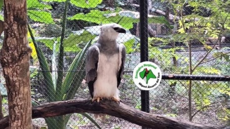 Concluye con &eacute;xito el periodo de cuarentena del &Aacute;guila Arp&iacute;a