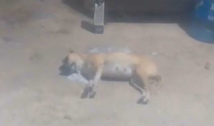 Alerta en barrio de Tlaxcala, vecinos denuncian envenenamiento masivo de perros