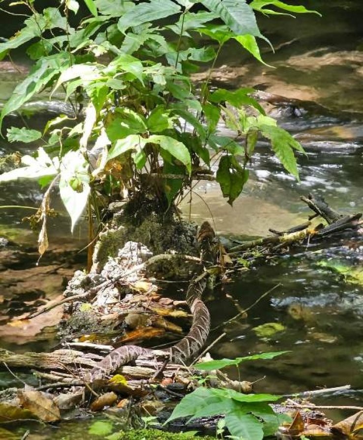 La Nauyaca una de las serpientes m&aacute;s letales en M&eacute;xico es vista en la Selva Lacandona