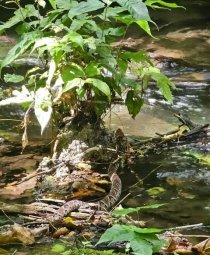 La Nauyaca una de las serpientes m&aacute;s letales en M&eacute;xico es vista en la Selva Lacandona