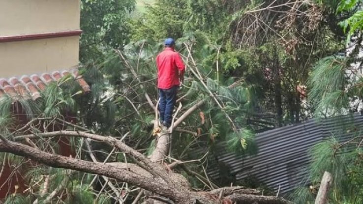 Ecolog&iacute;a Municipal atiende ca&iacute;da de &aacute;rbol en El Cerrito y llama a realizar podas responsables