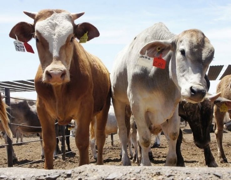 Presencia del Gusano Barrenador del ganado en 50% de las entidades federativas