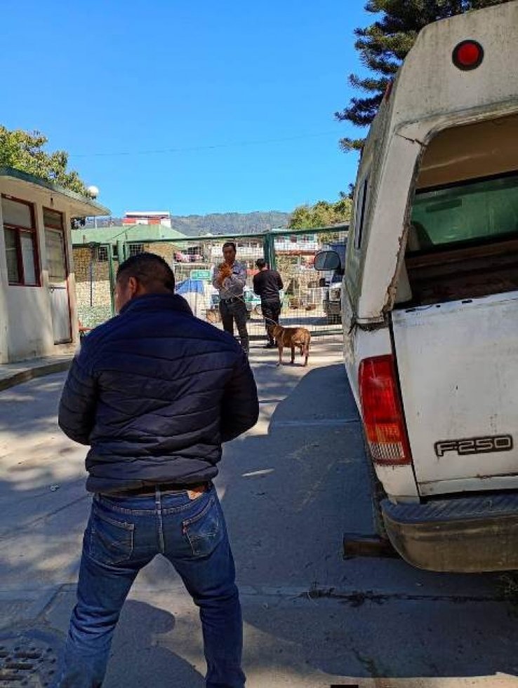 Por denuncia ciudadana atienden casos de maltrato animal en Bochil