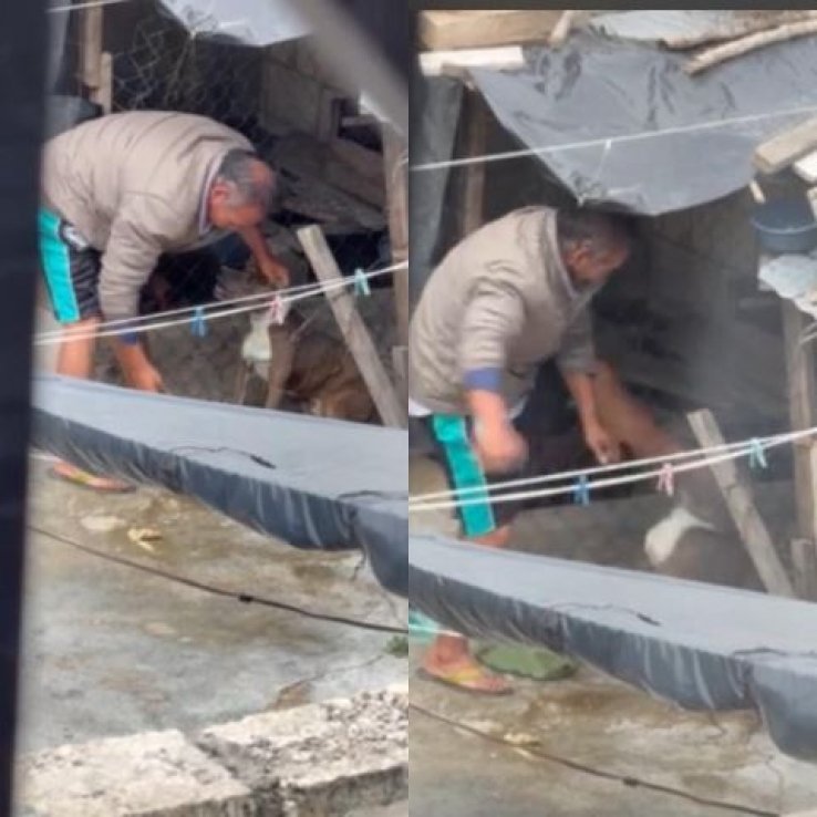 Denuncian maltrato animal en Comit&aacute;n de Dom&iacute;nguez