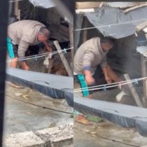 Denuncian maltrato animal en Comit&aacute;n de Dom&iacute;nguez