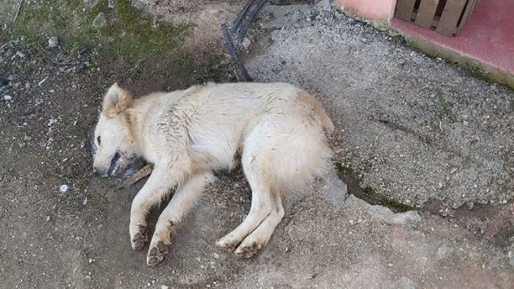 Envenenan perros en la comunidad Zacualpa Ecatepec, en SCLC