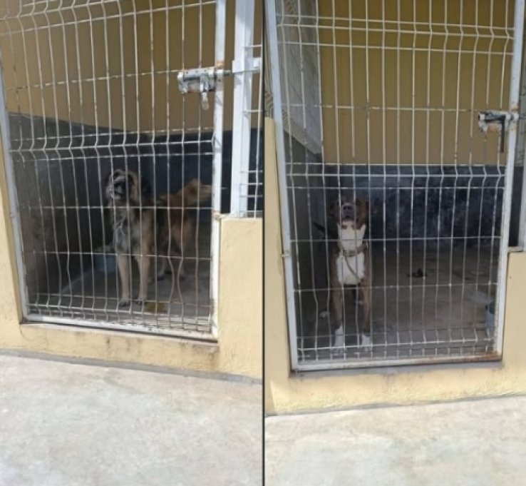 FGE inicia investigaci&oacute;n por el presunto delito de maltrato animal en Comit&aacute;n