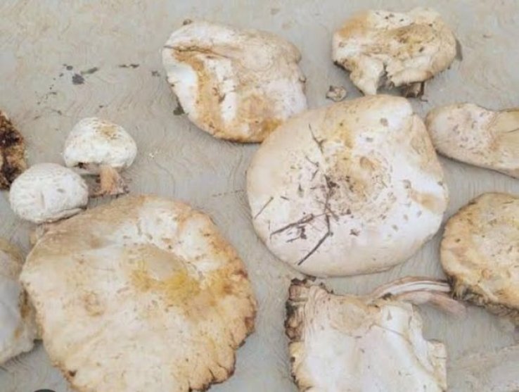 Consumo de hongos puede provocar da&ntilde;o hep&aacute;tico, coma y hasta la muerte